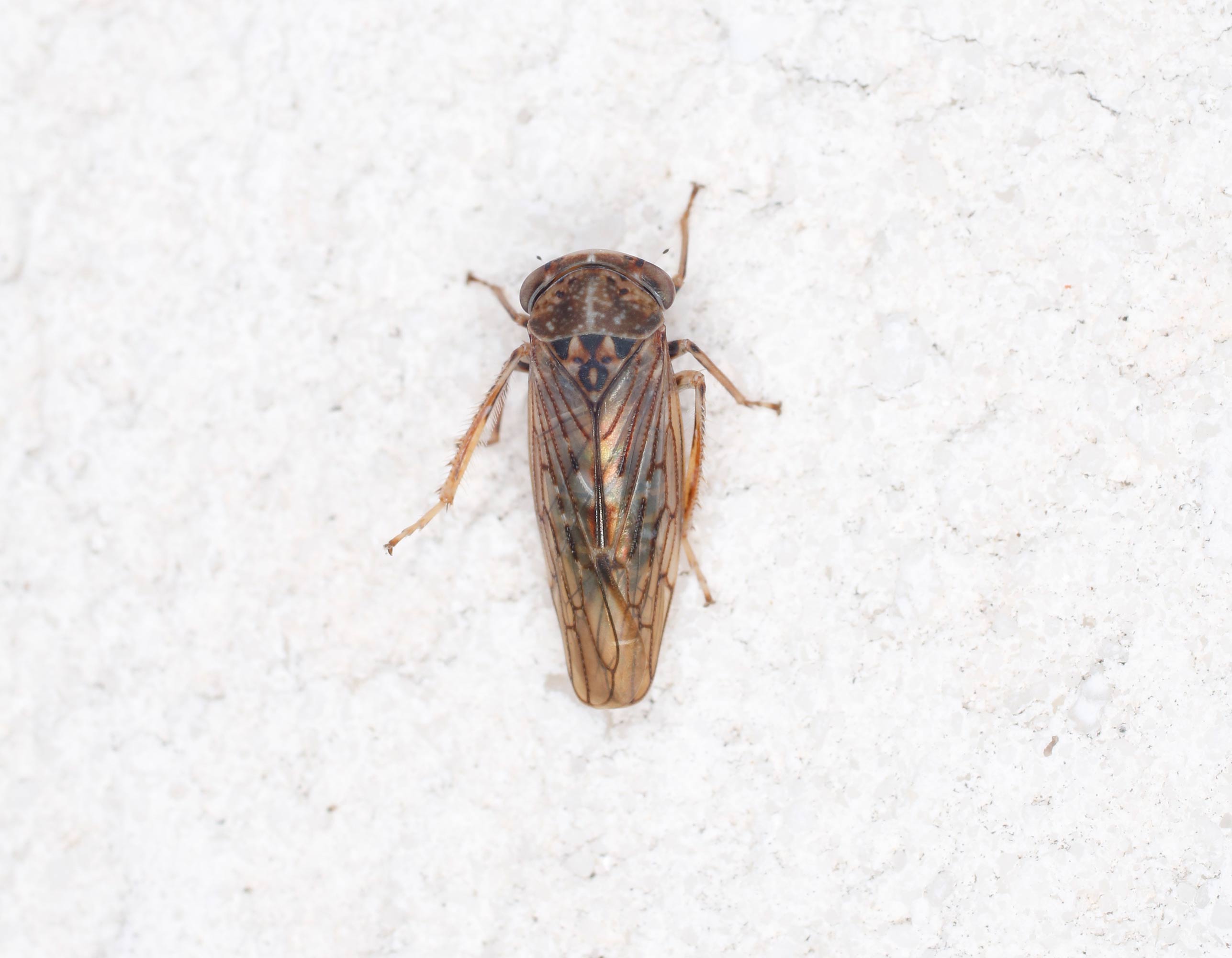 Cicadellidae: Idiocerus? S, Idiocerus lituratus